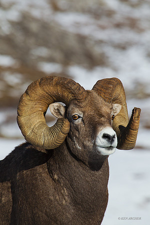 BHRM00614 Rocky Mountain Bighorn Sheep