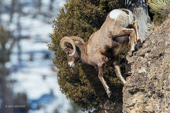 BHWR02258 - Bighorn Sheep
