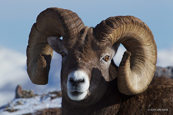 BHRM00671 - Rocky Mountain Bighorn Sheep