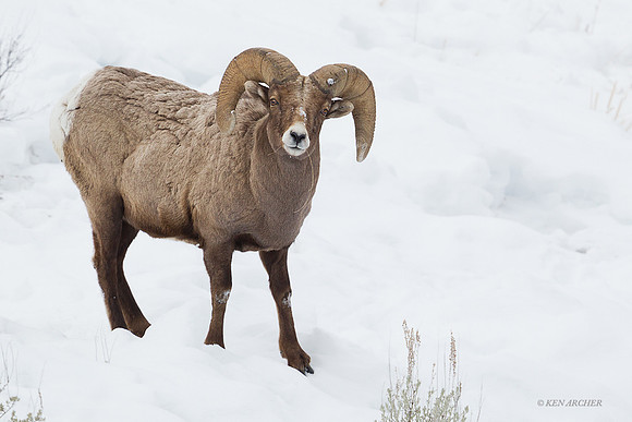 BHWR00340 Rocky Mountain Bighorn Sheep