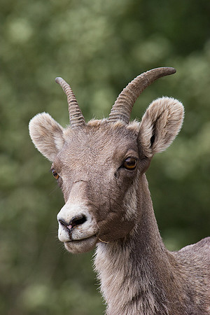 RMBS00215-Rocky-Mountain-Bighorn-Sheep