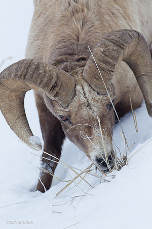 BHWR00100 Rocky Mountain Bighorn Sheep
