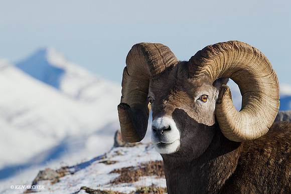 Bighorn Sheep Ram - BHRM00484