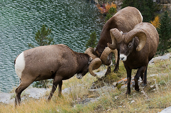BHRM00105 - Rocky Mountain Bighorn Sheep