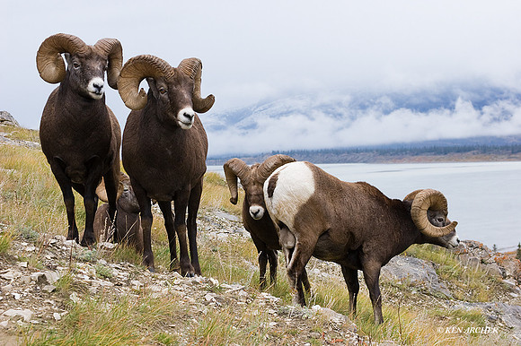 BHRM00084 - Rocky Mountain Bighorn Sheep