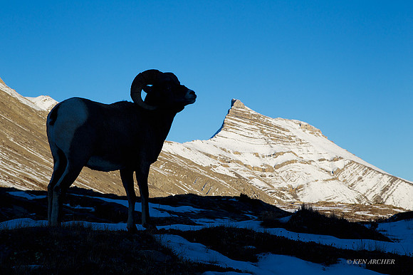 BHRM00758 - Rocky Mountain Bighorn Sheep