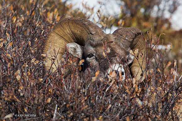 BHRM00568 - Rocky Mountain Bighorn Sheep