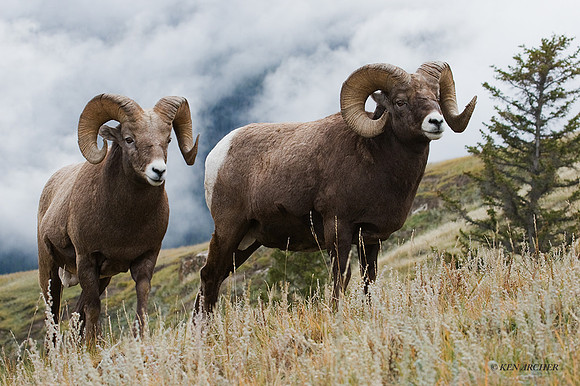 BHRM00116 - Rocky Mountain Bighorn Sheep
