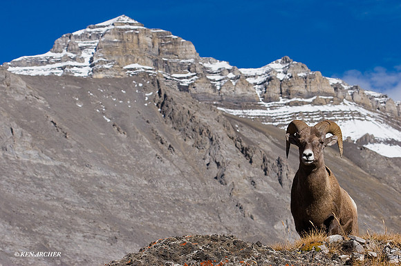 BHRM00232 - Rocky Mountain Bighorn Sheep