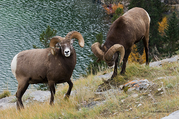 BHRM00106 - Rocky Mountain Bighorn Sheep