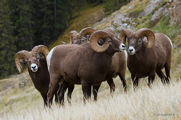 BHRM00046 - Rocky Mountain Bighorn Sheep
