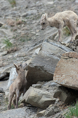 RMBS00348-Rocky-Mountain-Bighorn-Sheep