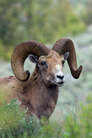 BHRM00456-Rocky-Mountain-Bighorn-Sheep