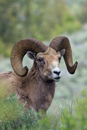BHRM00456-Rocky-Mountain-Bighorn-Sheep
