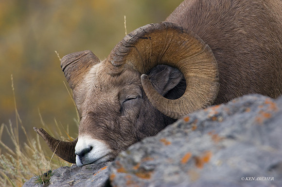 BHRM00150 - Rocky Mountain Bighorn Sheep