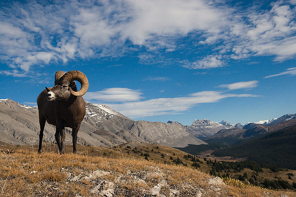 BHRM00280-Rocky-Mountain-Bighorn-Sheep