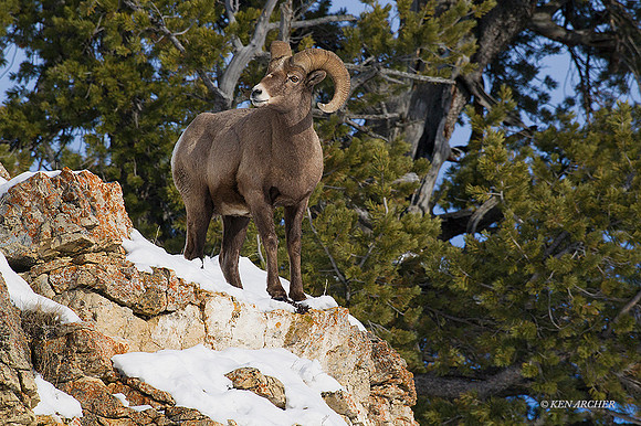 BHWR01238 - Rocky Mountain Bighorn Sheep
