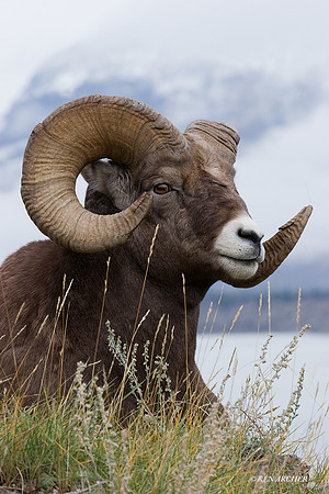 BHRM00090 - Rocky Mountain Bighorn Sheep