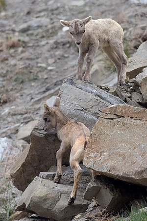 RMBS00353-Rocky-Mountain-Bighorn-Sheep