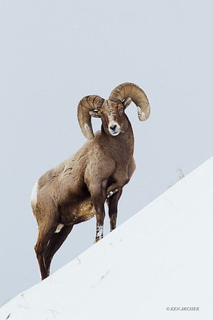 BHWR00470 Rocky Mountain Bighorn Sheep