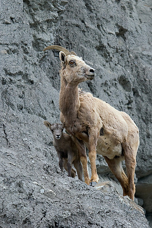 RMBS00270-Rocky-Mountain-Bighorn-Sheep