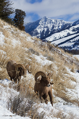 BHWR00210 - Rocky Mountain Bighorn Sheep