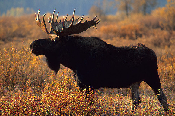 SHMS452080 Shiras Bull Moose