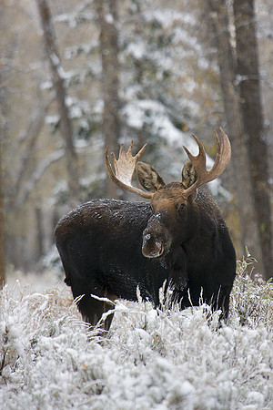 SHMS00440 Shiras Moose