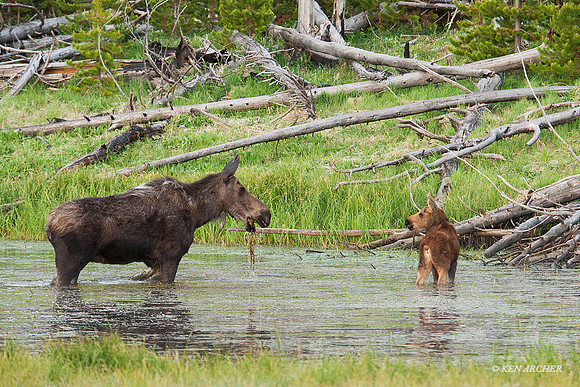 SHMS00294 - Shiras Moose