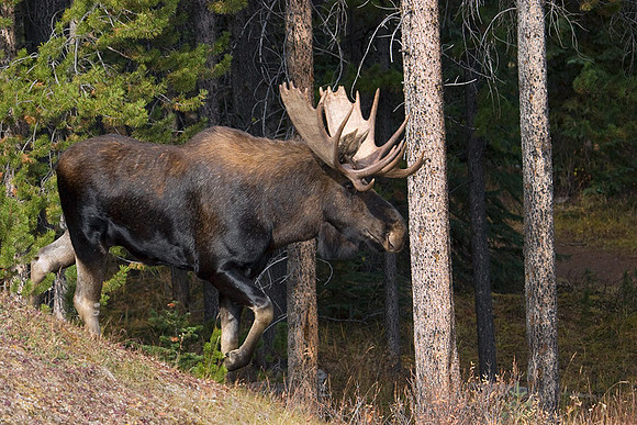 SHMS00127 Shiras Moose