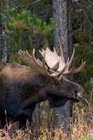 SHMS00093 Shiras Moose