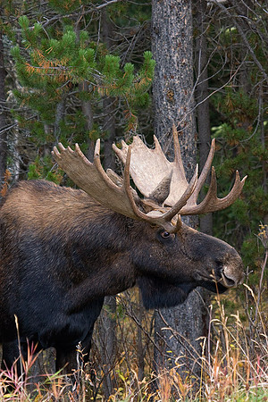 SHMS00093 Shiras Moose