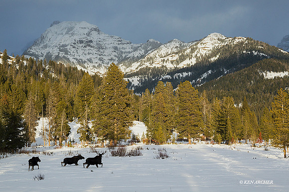 SMWR00252 - Shiras Moose