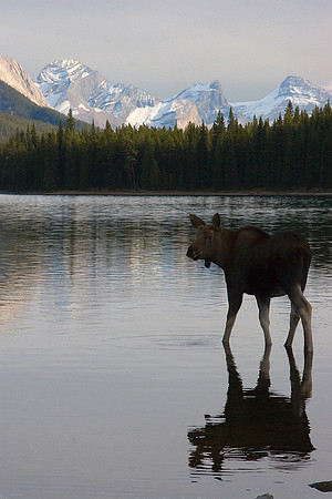 SHMS00204 Shiras Moose