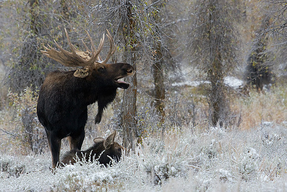 SHMS00329 Shiras Moose