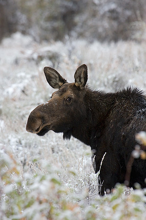 SHMS00530 Shiras Moose