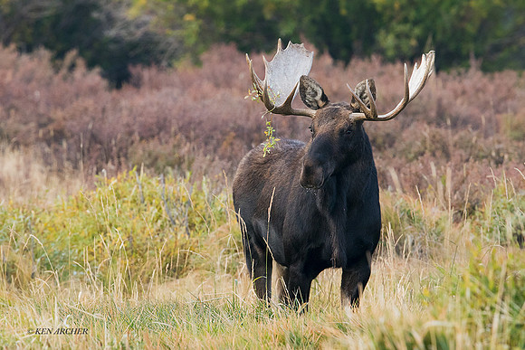 SHMS01852 - Shiras Moose