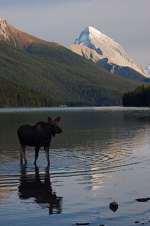 SHMS00210 Shiras Moose