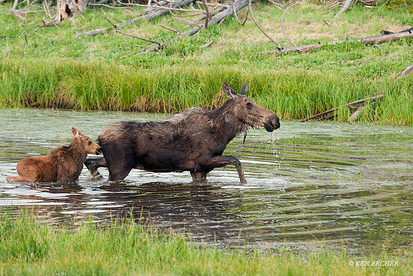 SHMS00285 - Shiras Moose
