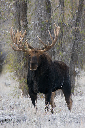 SHMS00593 Shiras Moose