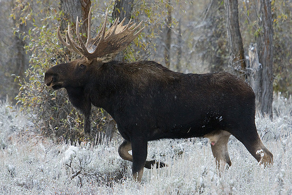 Shiras Bull Moose - SHMS00614