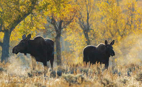 SHMS03725 - Shiras Moose