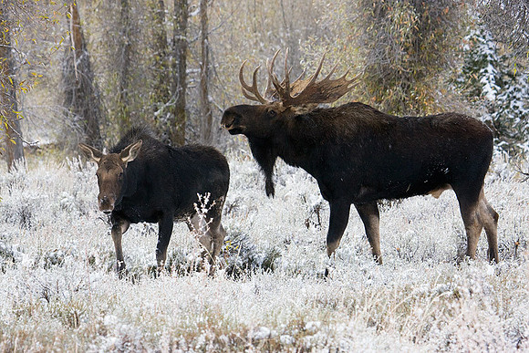 SHMS00324 Shiras Moose
