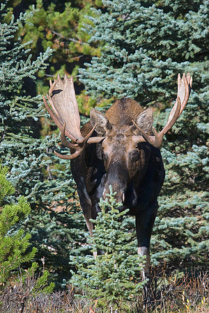 SHMS00236 Shiras Moose