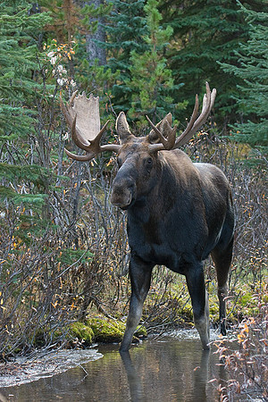 SHMS00169 Shiras Moose