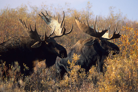 SHMS452112 Shiras Bull Moose Confrontation