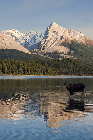 SHMS00209 Shiras Moose