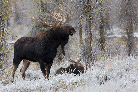SHMS00327 Shiras Moose