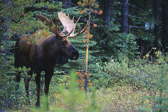 SHMS452368 Shiras Bull Moose