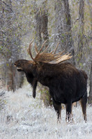 Trophy Bull Moose - SHMS00582